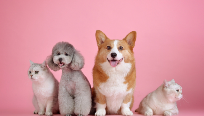 Pet Collections
